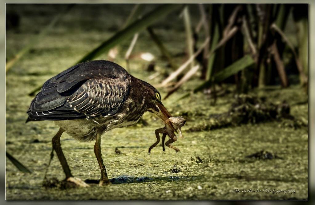 Green Heron / Héron vert / Butorides virescens by FRITSCHI PHOTOGRAPHY is licensed under CC BY 2.0.